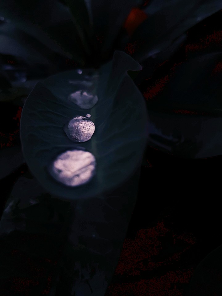 RainDrop