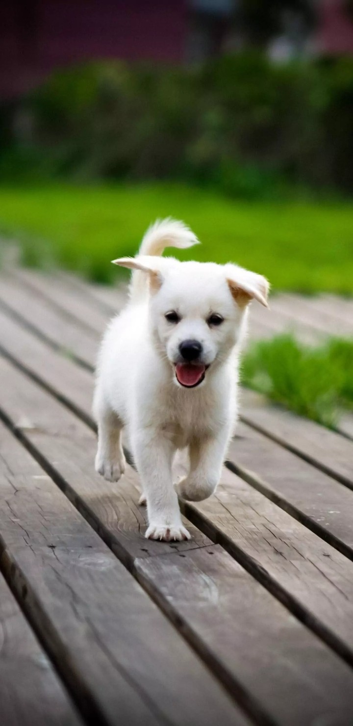 labrador