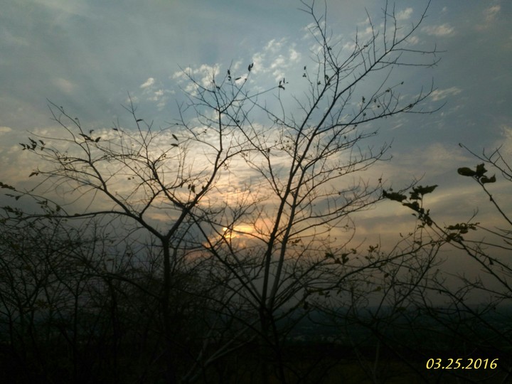 trees
