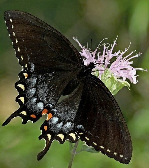 sfondi insect, butterfly