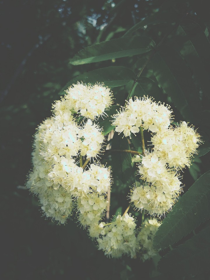 smells like honey