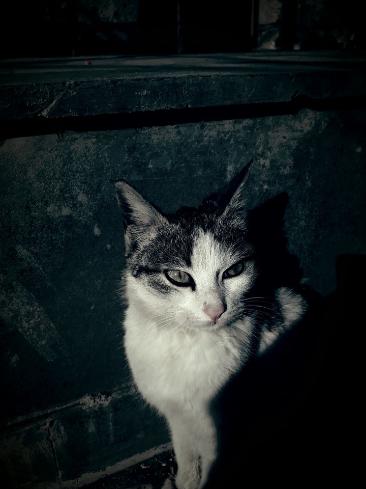 cat