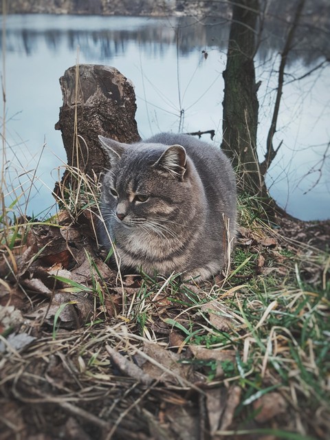 cat