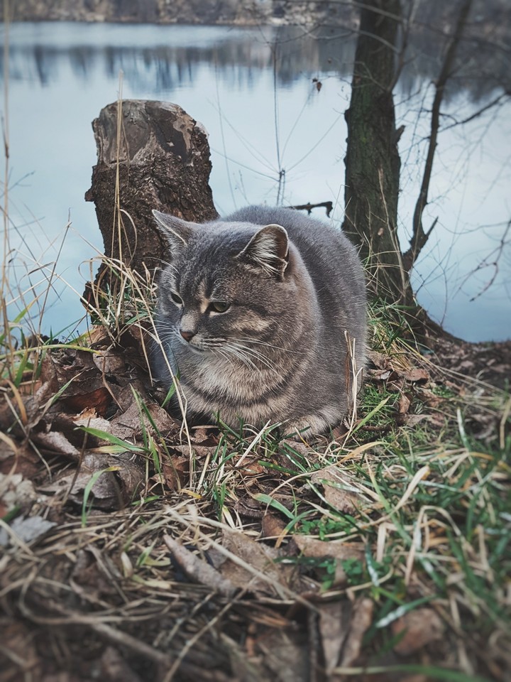 cat