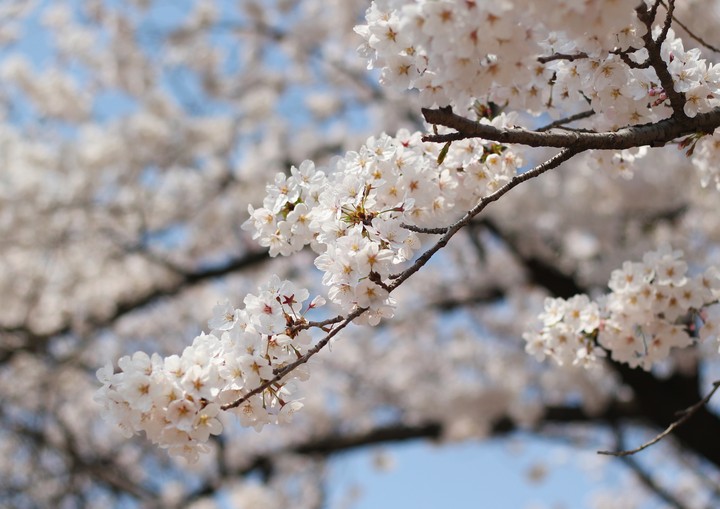 벚꽃.꽃.cherryblossoms.Flower