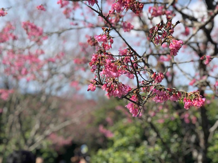 Sakura