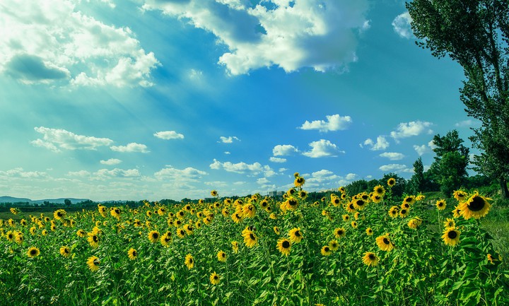 nature