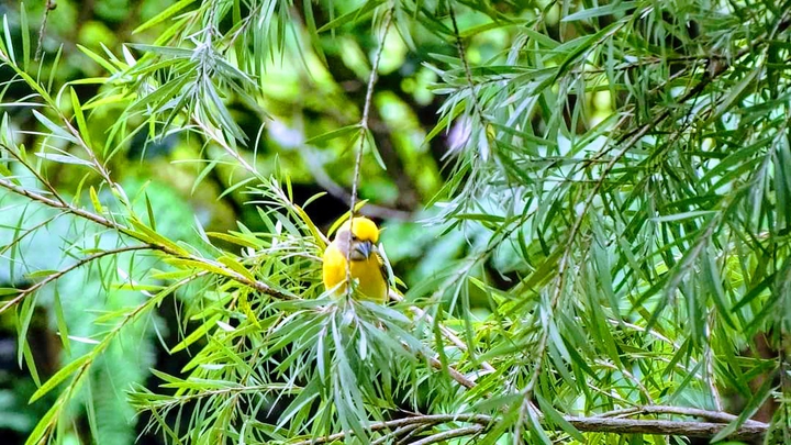 Bird life