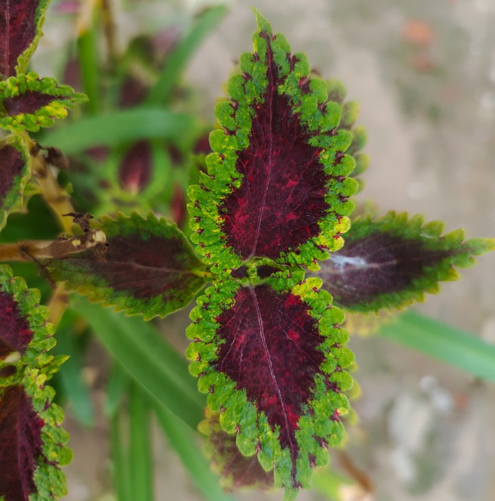 Plant