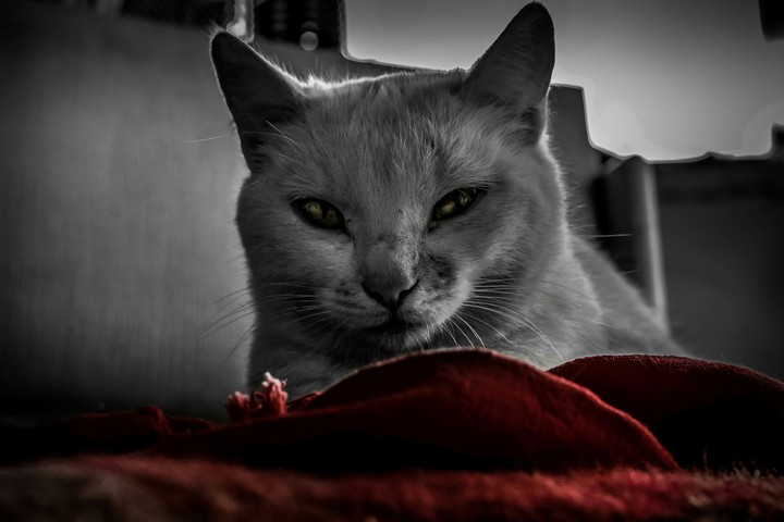 Grandma's cat