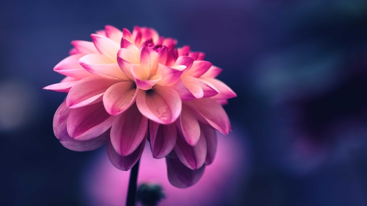 pink flower