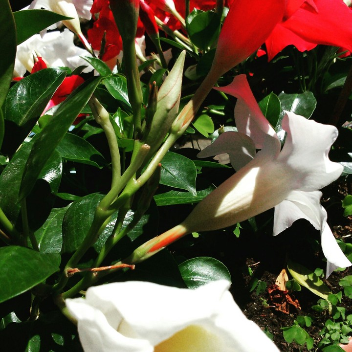 #fiori #rossi #bianchi #stupendi