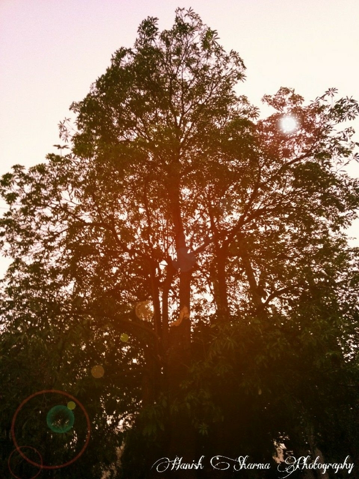 Trees