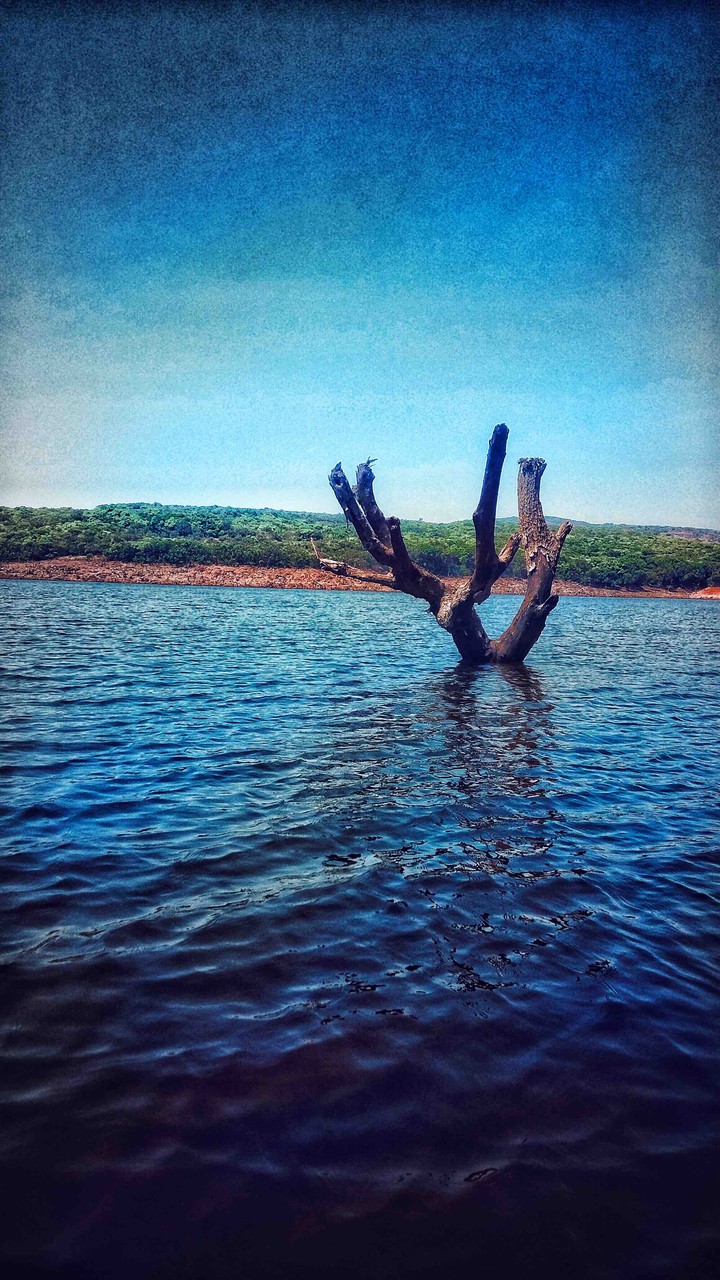 tree inside lake