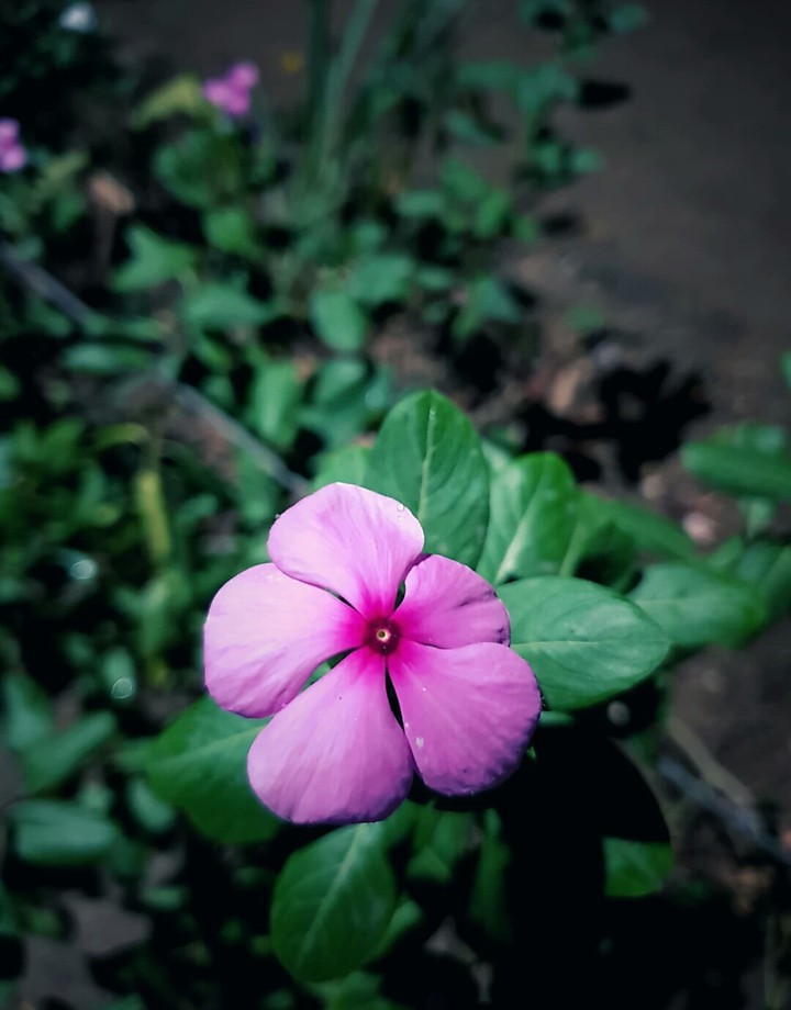 sanjit