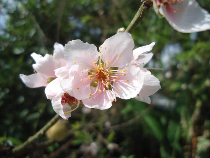 flor de durazno