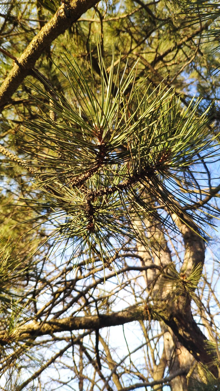 sunny pine