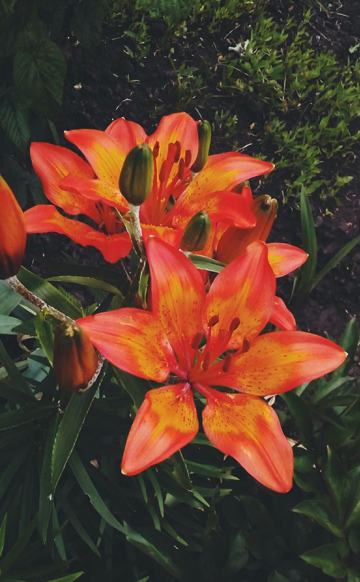 lily