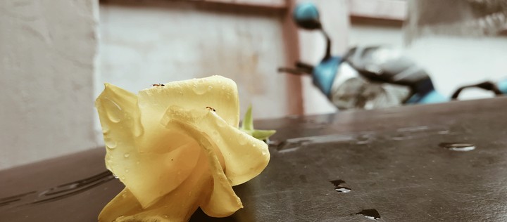 ants on a flower
