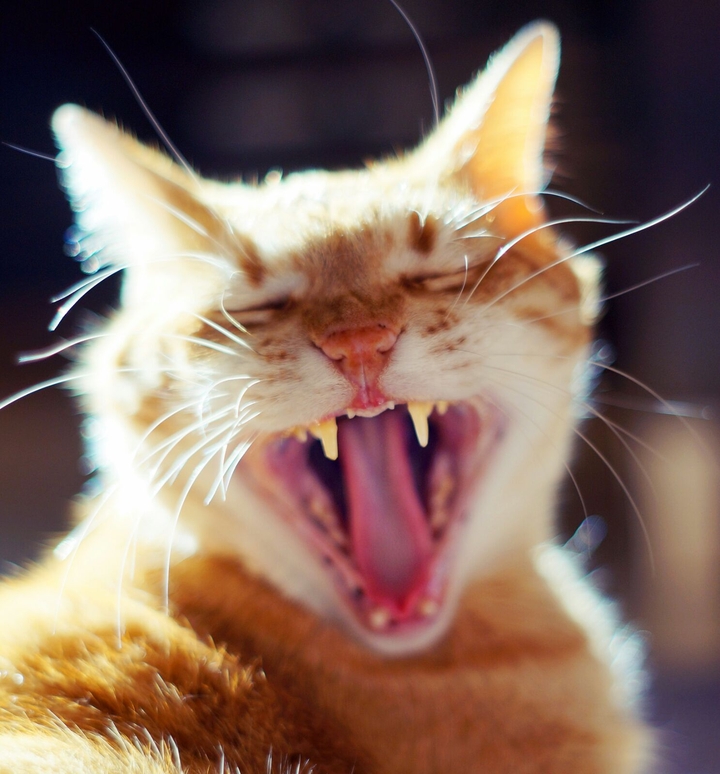 Cat Yawning