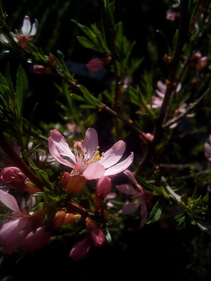 flower