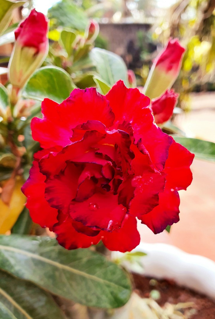 sứ nhiều cánh