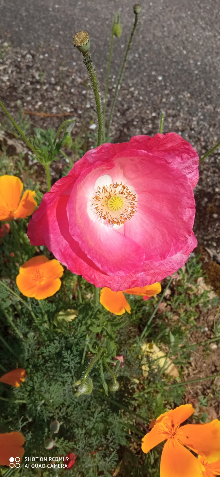 fleure