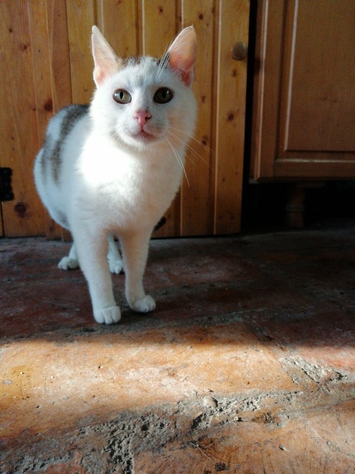 The White Cat