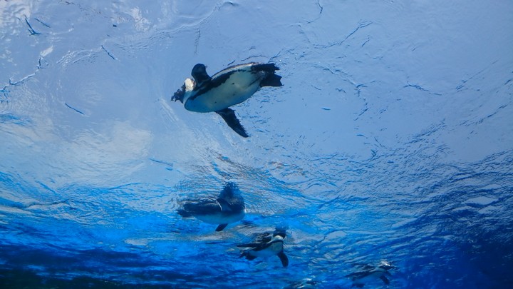 in the water