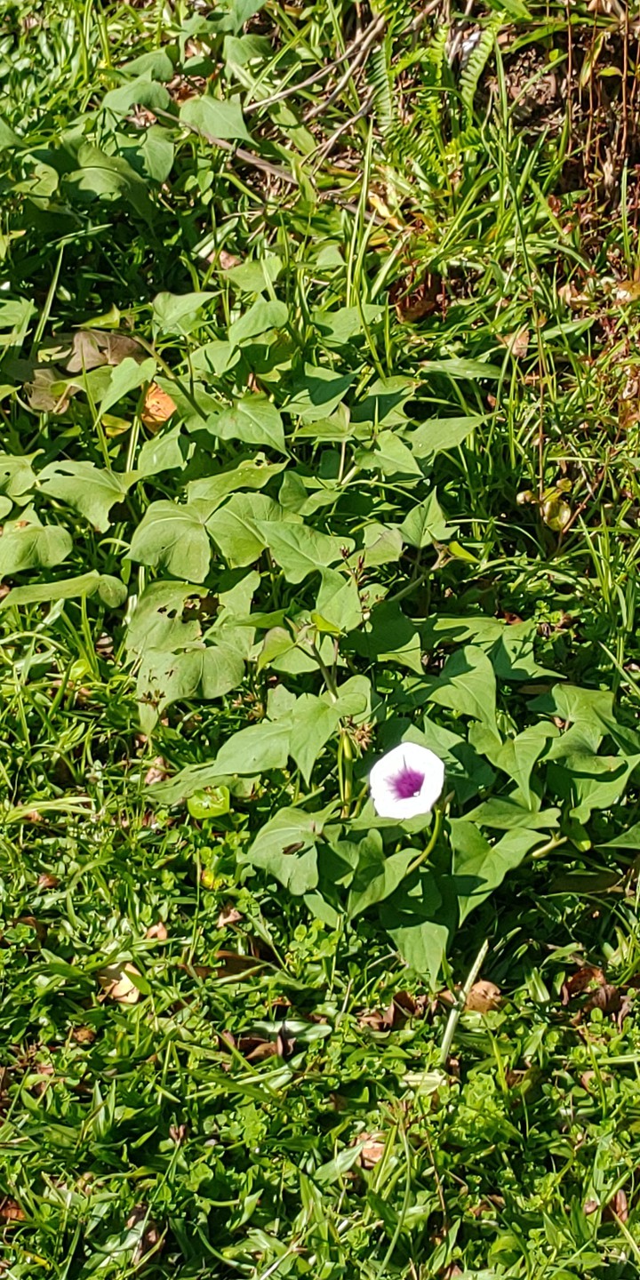 flor da batata doce ?