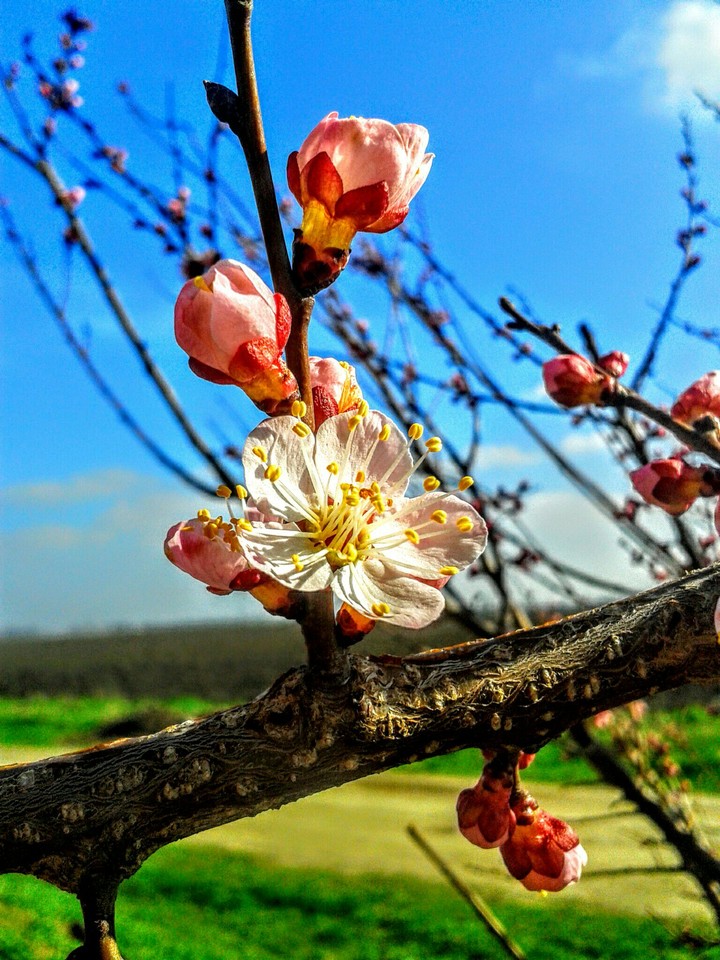 цветоквесна