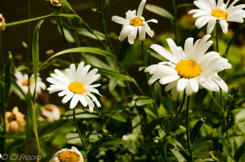 Daisies