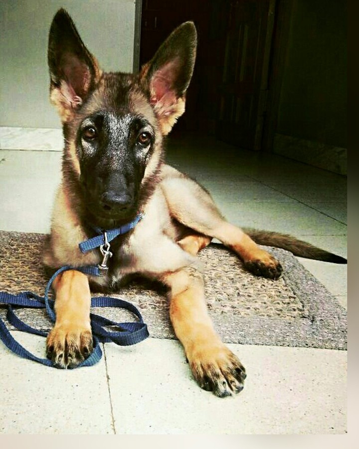 Kaiser - My cute GSD puppy