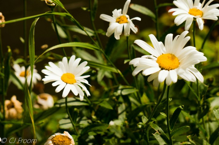 Daisies