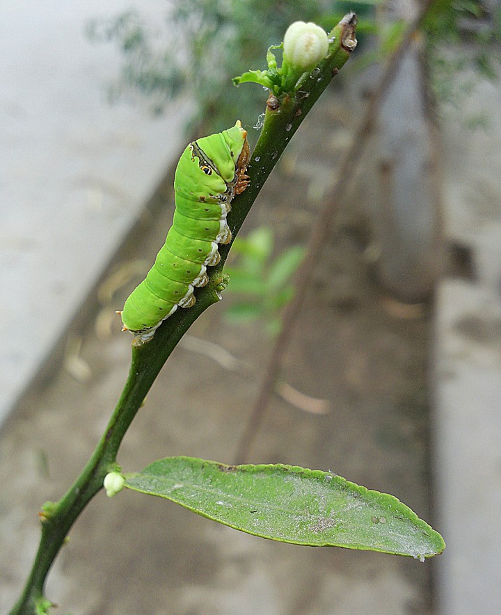 kot addu
