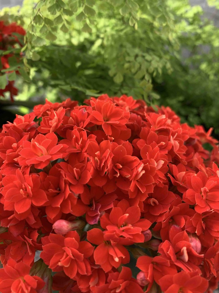 Red flowers