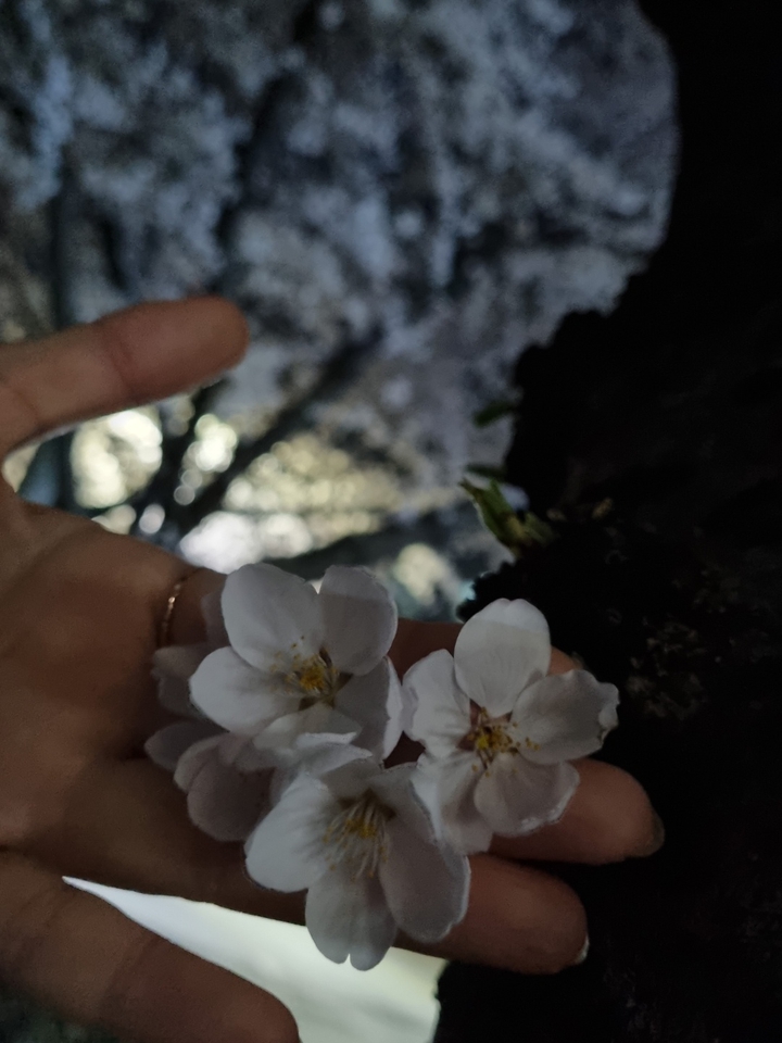 양산 황산공원