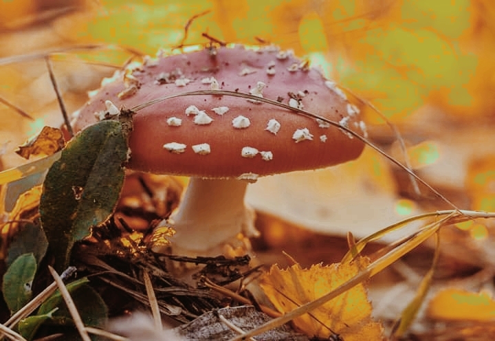 mushroom