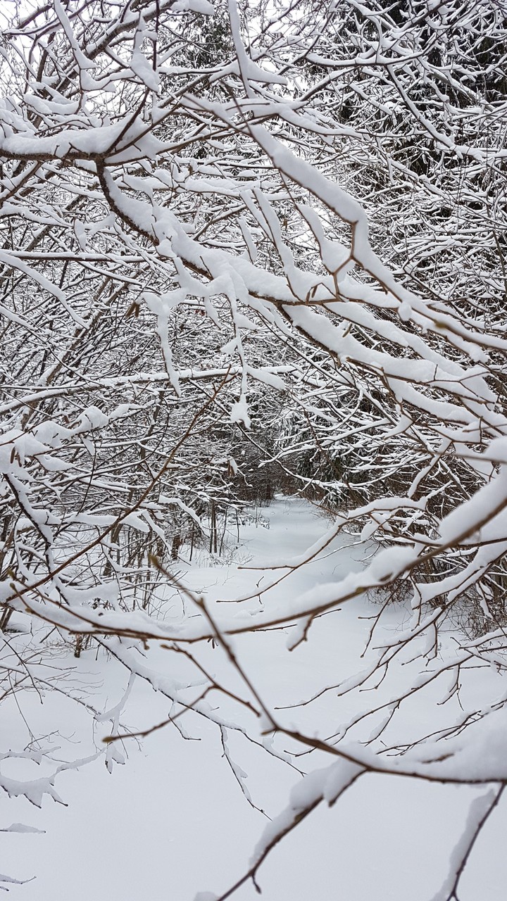 Après une petite balade dans la neige.