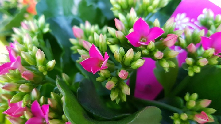 kalancoa in rosa