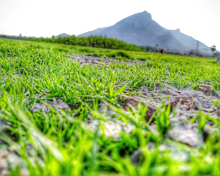 grass and mountain