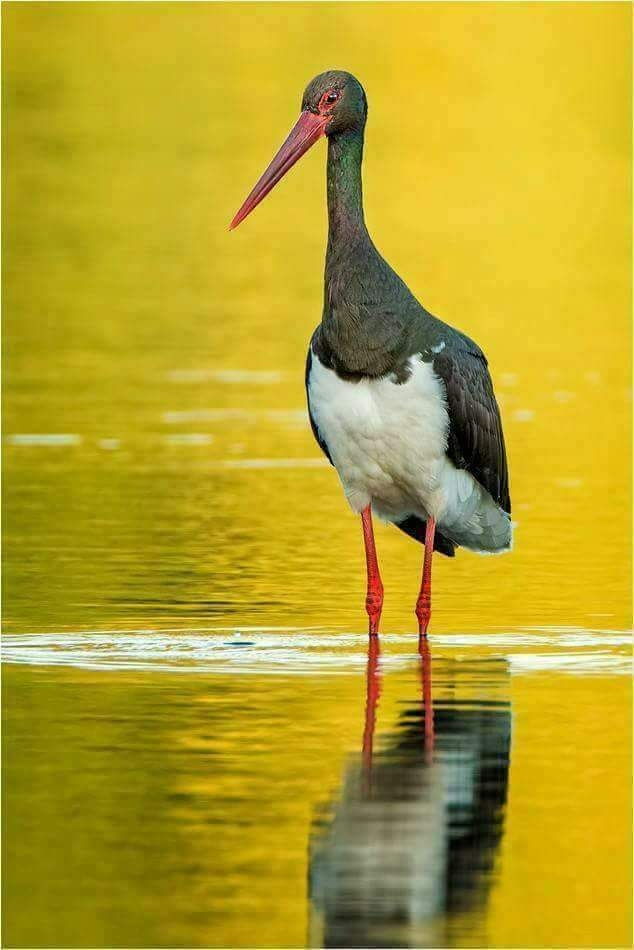click on photo