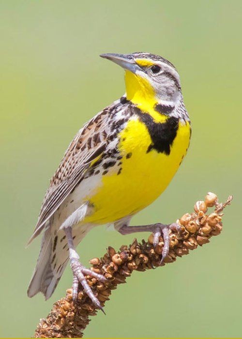 Meadowlark.