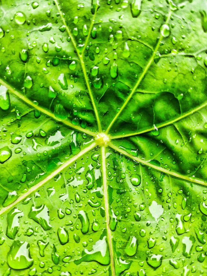 leaves