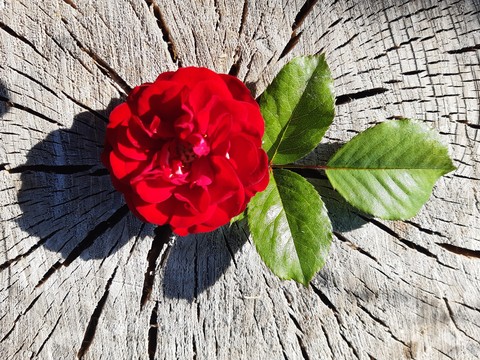 love nature