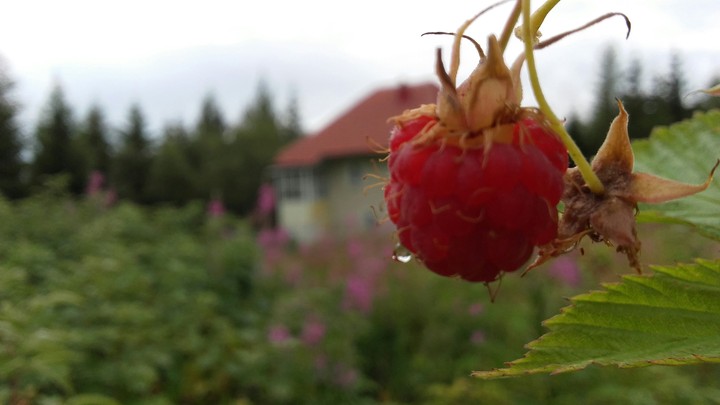 Raspberry crop at Ranca' resort, Romania