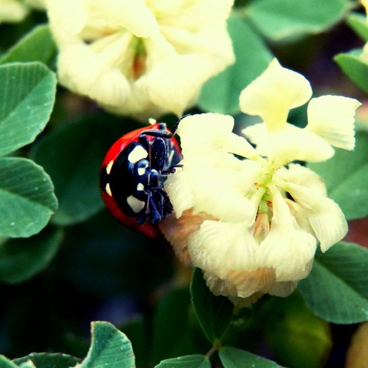 ladybug