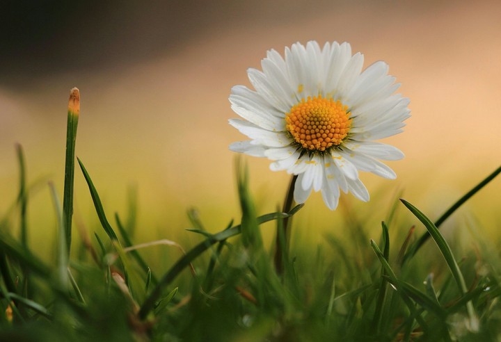 daisy