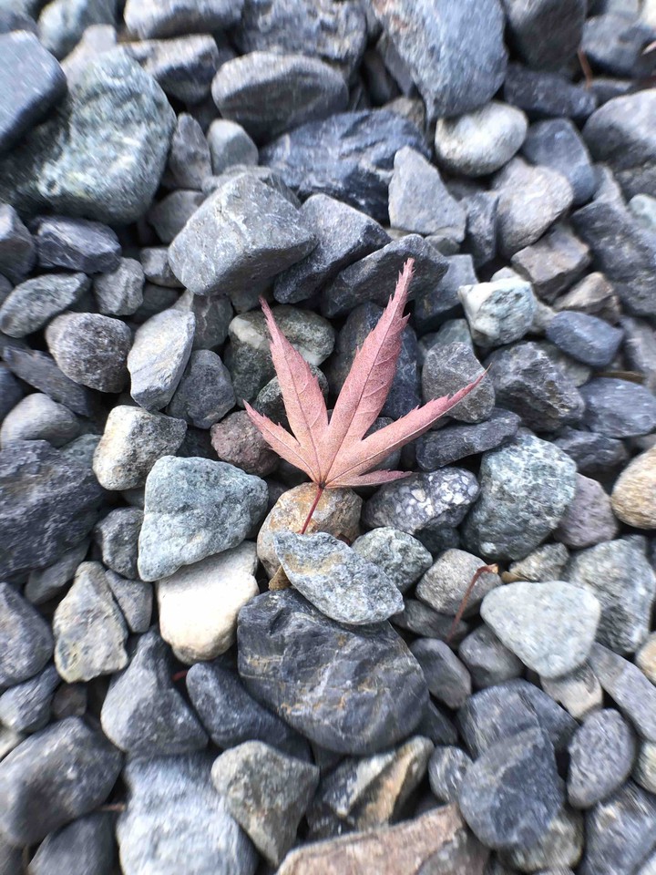 Maple