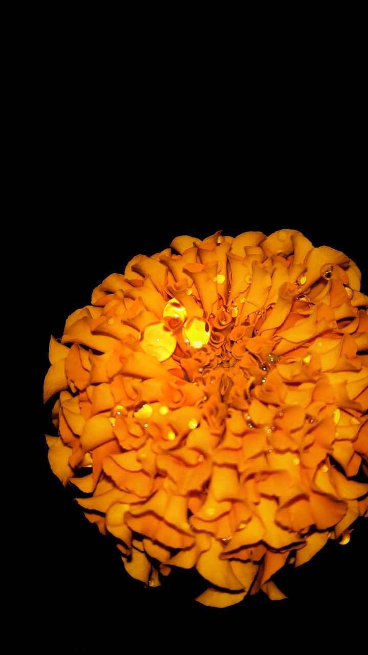 Marigold flower
